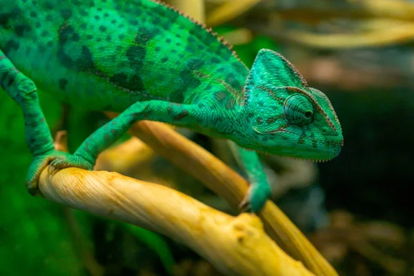 Camaleão Verde Jovem Ramo Bonito Animal Estimação Coloração Protetora Animal — Fotografia de Stock