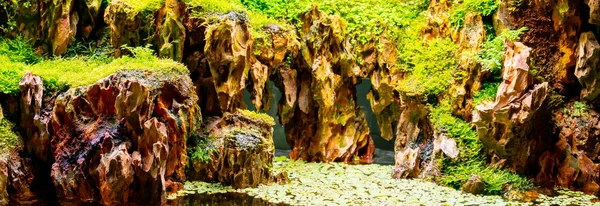 Рослини Камені Тераріумі Красивий Природний Фон — стокове фото