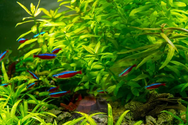 Aquarienfische Und Algen Einem Süßwasseraquarium Unterwasserwelt — Stockfoto