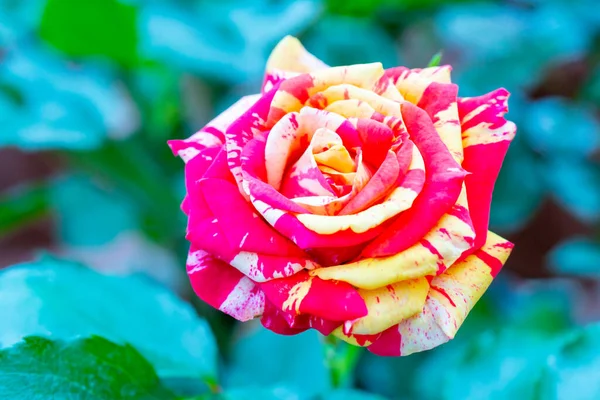 Hermosa Rosa Rosa Una Planta Ornamental Cultivada Jardín — Foto de Stock