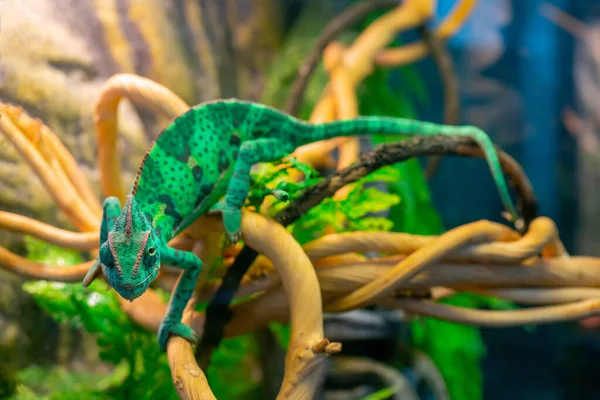 Camaleão Verde Jovem Ramo Bonito Animal Estimação Coloração Protetora Animal — Fotografia de Stock