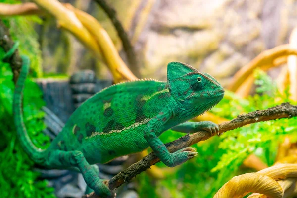 Genç Yeşil Bir Bukalemun Dalda Sevimli Hayvan Hayvanın Koruyucu Rengi — Stok fotoğraf