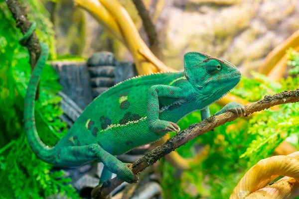 Camaleão Verde Jovem Ramo Bonito Animal Estimação Coloração Protetora Animal — Fotografia de Stock