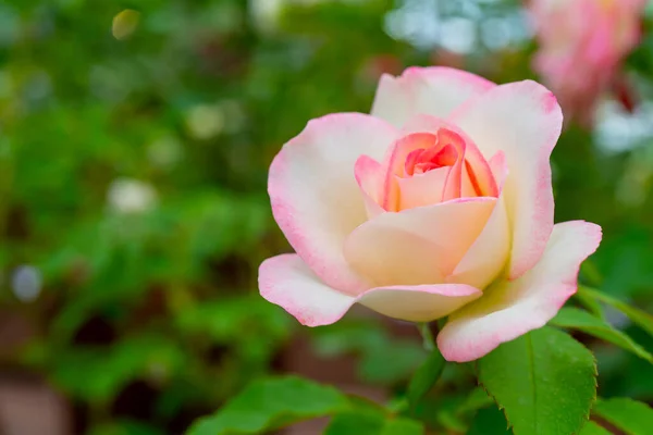 Hermosa Rosa Rosa Una Planta Ornamental Cultivada Jardín — Foto de Stock