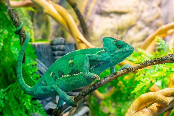 Mladý Zelený Chameleon Větvi Roztomilé Zvířátko Ochranné Zbarvení Zvířete — Stock fotografie