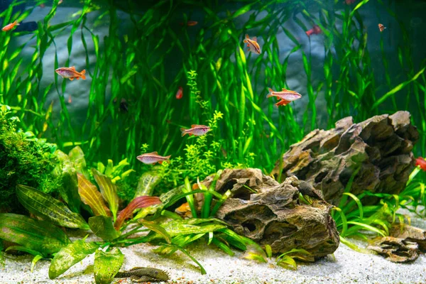 Aquarienfische Und Algen Einem Süßwasseraquarium Unterwasserwelt — Stockfoto