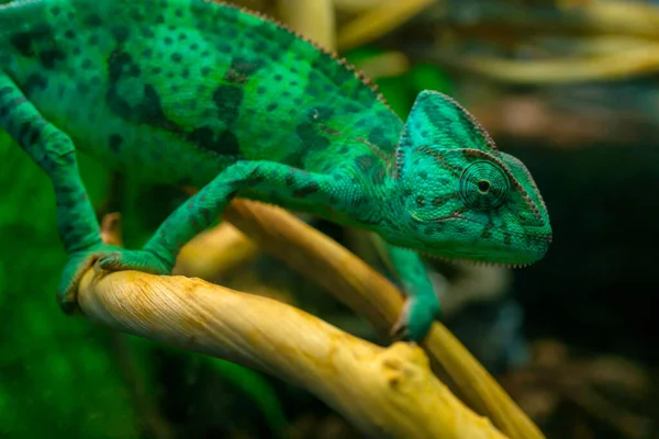 Camaleão Verde Jovem Ramo Bonito Animal Estimação Coloração Protetora Animal — Fotografia de Stock