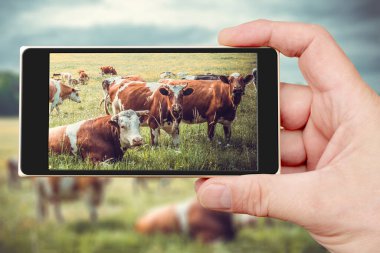 Bir inek sürüsü akıllı telefon ekranında otluyor. Çiftlikte yaz hayvanı.