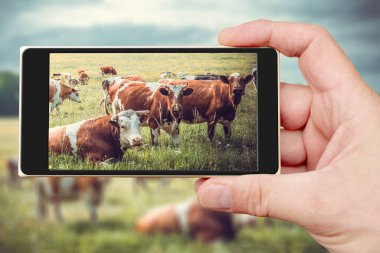 A herd of cows grazes on the smartphone screen. Summer pet on the farm. clipart