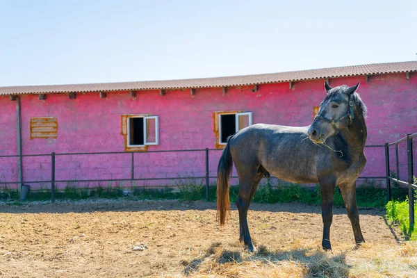 Belo Cavalo Preto Passeios Cavalo Uma Paddock Uma Fazenda Coletiva — Fotografia de Stock