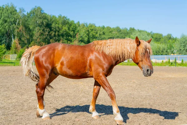 Vacker Röd Häst Den Vågiga Tjocka Mannen Från Häst — Stockfoto