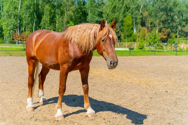 美しい赤い馬 馬の波状で太い馬 — ストック写真