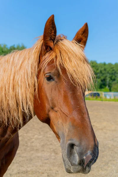 美しい赤い馬 馬の波状で太い馬 — ストック写真