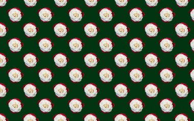 Güzel beyaz gül çiçekleri. Dikensiz gül deseni. Çiçek doğal arka plan. 