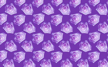 Güzel beyaz gül çiçekleri. Dikensiz gül deseni. Çiçek doğal arka plan. 