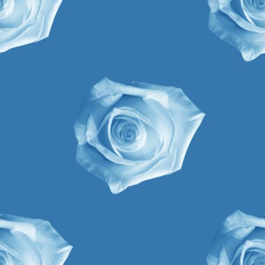 Güzel beyaz gül çiçekleri. Dikensiz gül deseni. Çiçek doğal arka plan. 