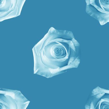 Güzel beyaz gül çiçekleri. Dikensiz gül deseni. Çiçek doğal arka plan. 