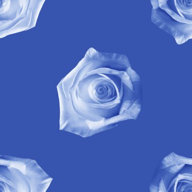 Güzel beyaz gül çiçekleri. Dikensiz gül deseni. Çiçek doğal arka plan. 