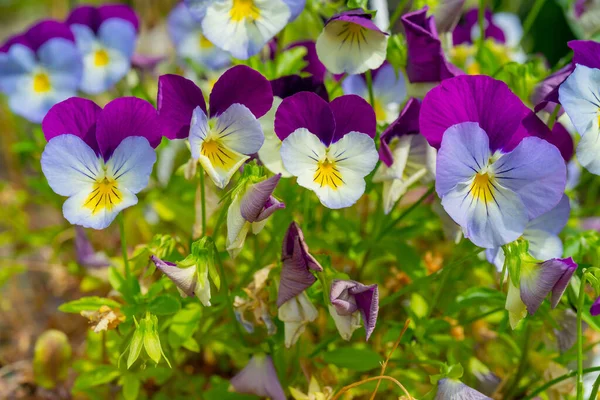 Beautiful Pansy Flowers Floral Natural Summer Background — Stock Photo, Image