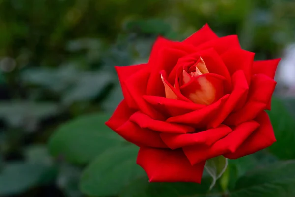 Hermosa Flor Rosa Roja Fondo Floral Natural Verano — Foto de Stock