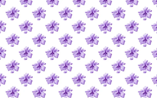 Hermosas Flores Lirios Violetas Patrón Sin Costuras Flor Lirio Florecen —  Fotos de Stock