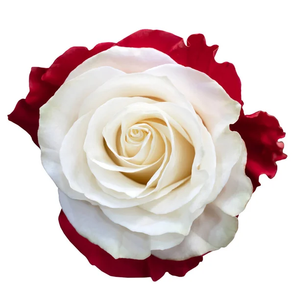 Hermosas Flores Rosa Blanca Rosas Florecientes Fondo Natural Floral — Foto de Stock