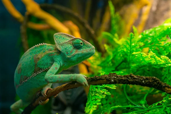 Zelený Chameleon Teráriu Exotické Domácí Zvíře — Stock fotografie