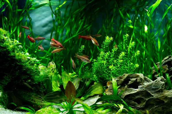 Tropische Fische Einem Süßwasseraquarium Die Unterwasserwelt Der Pflanzen Und Fische — Stockfoto