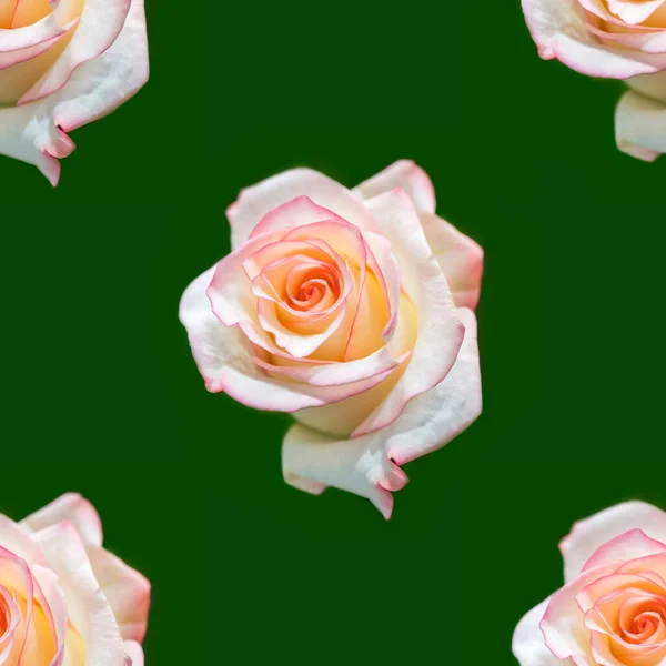 Прекрасні Білі Квіти Троянд Квітучі Троянди Безшовний Візерунок Квітковий Природний — стокове фото