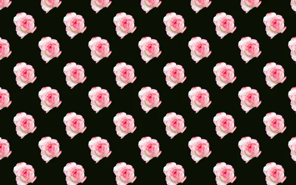 Lindas Flores Rosa Rosa Floração Rosas Sem Costura Padrão Fundo — Fotografia de Stock