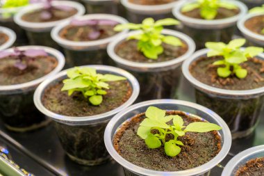 Tarım bitkilerinin yeşil filizleri