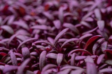 Tarım bitkilerinin yeşil filizleri