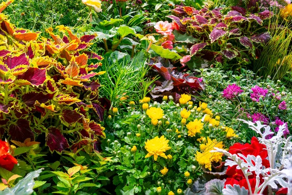 Schöne Dekorative Pflanzen Und Blumen Natürlicher Hintergrund — Stockfoto