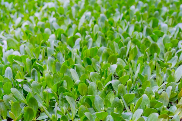 Groene Kiemgroenten Van Landbouwgewassen — Stockfoto