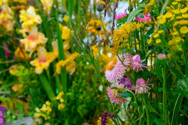 Schöne Dekorative Pflanzen Und Blumen Natürlicher Hintergrund — Stockfoto