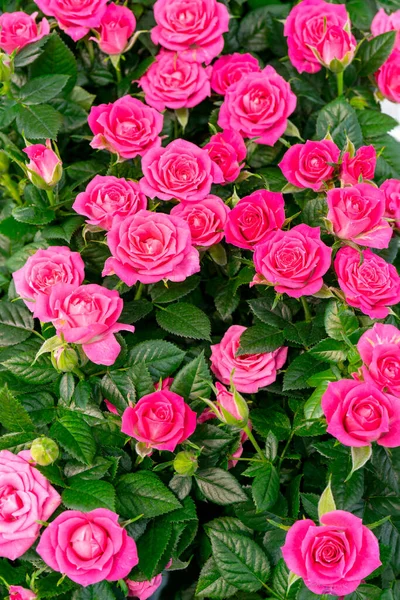 Hermosas Rosas Rosadas Fondo Natural Festivo Floral — Foto de Stock