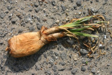 çürüyen soğan çöpe