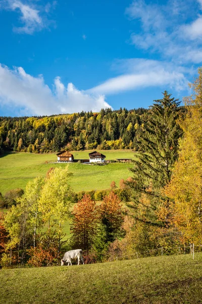 Funes Valley, Trentino, Itália. Paisagem de outono com cores de outono. — Fotografia de Stock