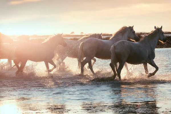 Wilde weiße Pferde der Camargue, die bei Sonnenuntergang auf dem Wasser laufen. Frankreich — Stockfoto