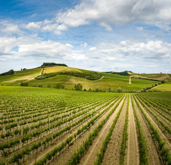 มุมมองทางอากาศของไร่องุ่นในภูมิภาค Chianti, Tuscany, อิตาลี — ภาพถ่ายสต็อก