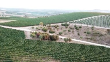 İtalya 'nın Sardunya Adası' nda gün batımında üzüm bağları