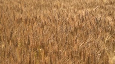 Altın buğday tarlası, günbatımında yavaş çekim