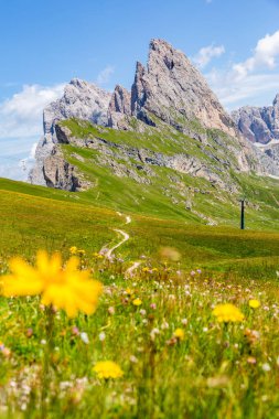 Yazın Seceda Dağı, çiçekler ve manzara. Dolomitler Alpler, İtalya