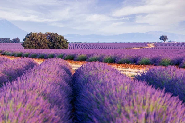 Provence, Valensole Plateau. Laventelipellot täydessä kukassa ja maisemassa. — kuvapankkivalokuva