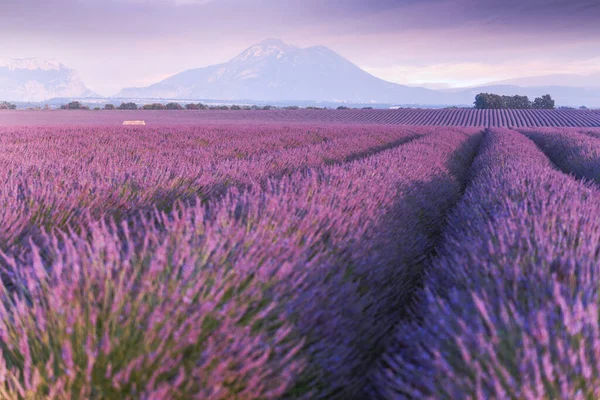 Provence, Valensole-platået. Lavendelfelt i full blomst og landskap. – stockfoto