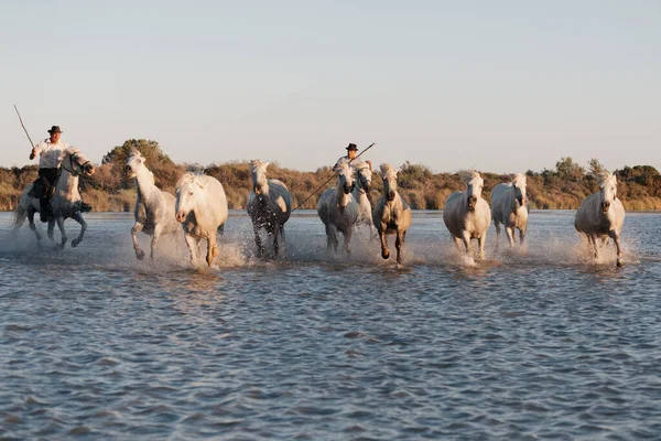 02-08-2018 Aigues Mortes, Ranska. Cowboy ja luonnonvaraisten hevosten Camargue — kuvapankkivalokuva