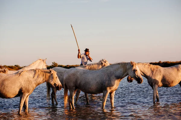 02.08.2018 Aigues Mortes, Frankrike. Cowboy og ville hester fra Camargue – stockfoto