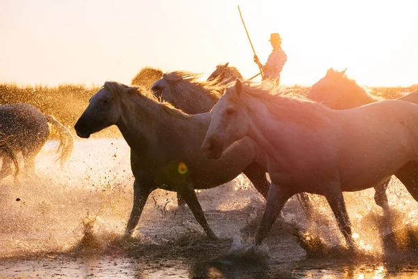 02-08-2018 Aigues Mortes, França. Cowboy e cavalos selvagens de Camargue — Fotografia de Stock