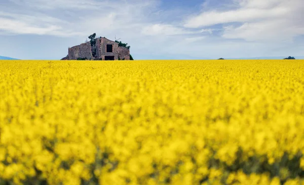 Žlutá řepka Květiny v květu — Stock fotografie