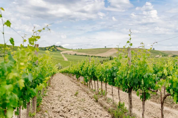 Region Chianti, Toskania. Winnice i zachmurzone błękitne niebo. Włochy — Zdjęcie stockowe